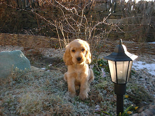 English Cocker Spaniel Puppy Pictures