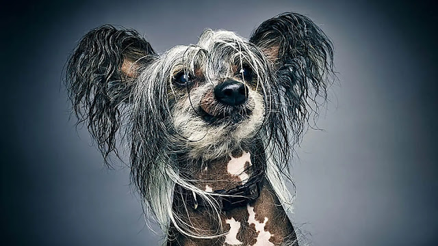 Chinese Crested