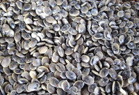 Image result for  kerang lokan