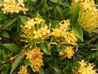 Ixore jaune - Ixora jaune - Ixora coccinea jaune