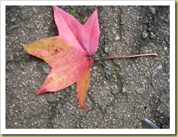 DSCN0339