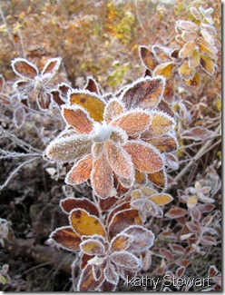 Frosty Hardhack