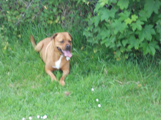 Sheba lying down in the grass