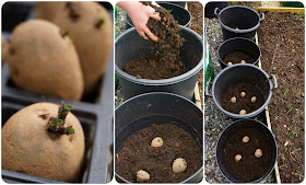 growing spuds in tubs - Carrie Gault - https://growourown.blogspot.co.uk/