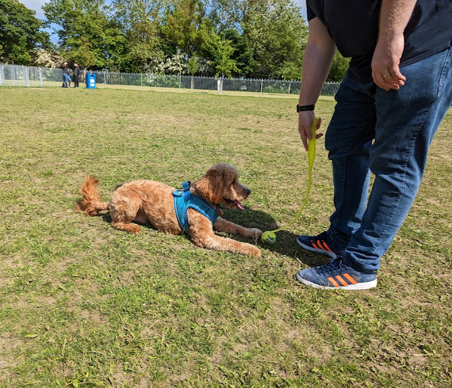 Alexandra Park, Cramlington  - Inside the Dog Park