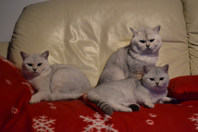 Silver shaded British shorthair cats (BRI ns 11)