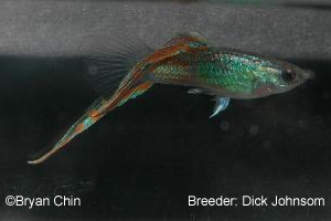 Bottom Swordtail