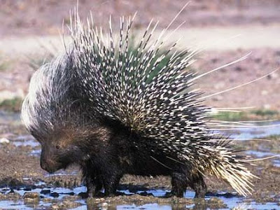 African-Porcupine-Raised-Quills