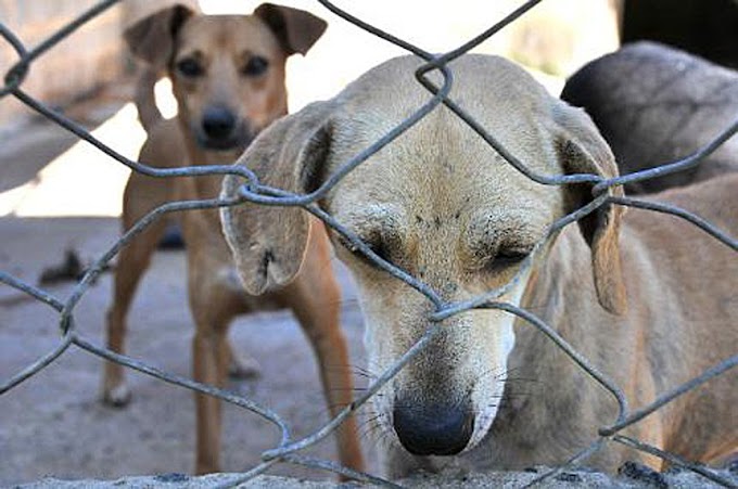 Projeto do vereador Fábio Ávila quer combater maus-tratos e abandono de animais em Gravataí