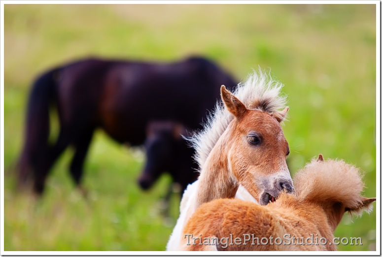 Grayson Highland pony mane cleaning  by Steve Jackle - www.trianglephotostudio.com