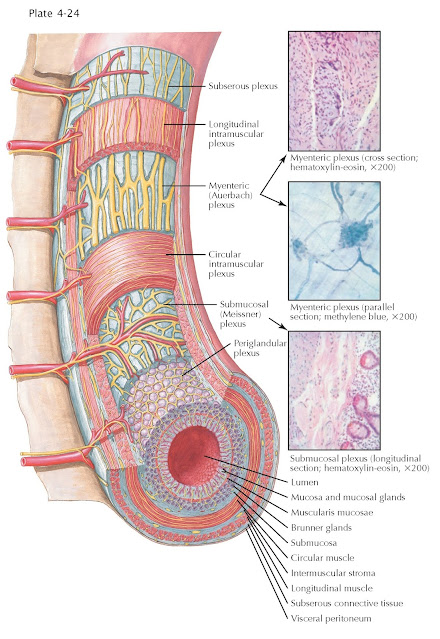 ENTERIC NERVOUS SYSTEM