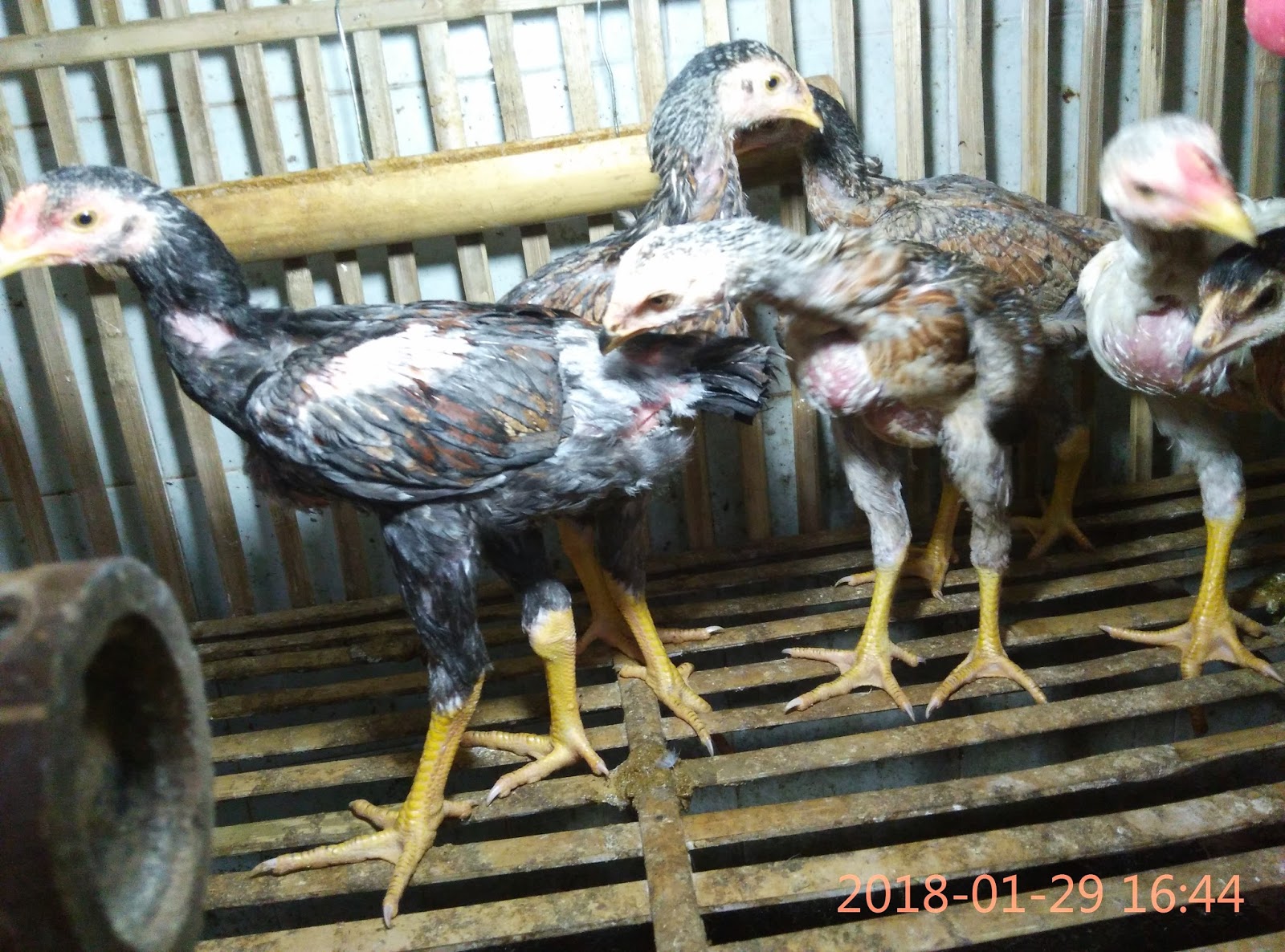 Jual Anakan Ayam Bangkok 2018