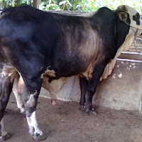 gambar sapi limosin