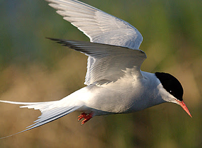 Arctic Tern Flying