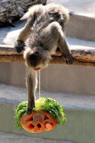 Enjoying-a-pumpkin-Japane-010