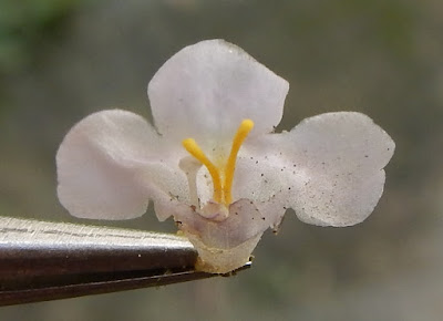 泥花草的花