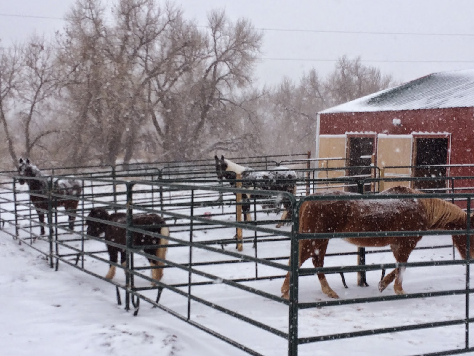 Snowy Barn Colorado Horses