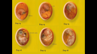 embrio ayam usia 13-18 hari dalam mesin tetas