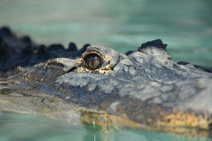 University of Queensland Develops Vaccine to Safeguard Farmed Saltwater Crocodiles from West Nile Virus