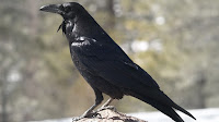 Raven bird pictures_Corvus albicollis