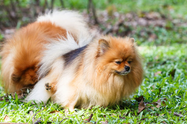 A little fluffy Pomeranian dog peeing on the grass in the garden