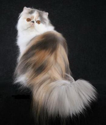 Persian Cat Breed Photos