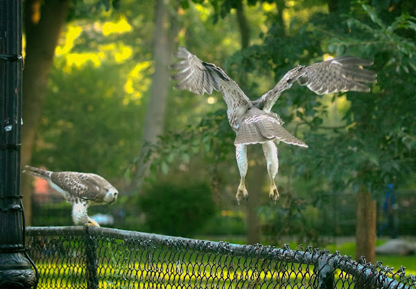Tompkins Square red-tailed hawk fledglings playing together.