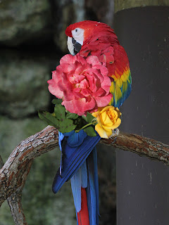 Roses on Macaw