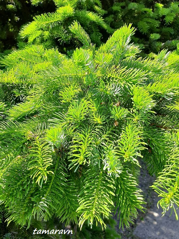 Ель аянская / Ель иезская (Picea ajanensis, =Picea jezoensis)