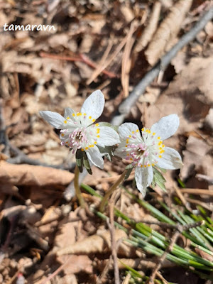 Весенник звёздчатый / Эрантис звёздчатый (Eranthis stellata)