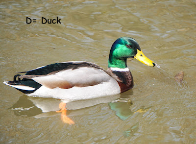 mallard duck photo by mbgphoto