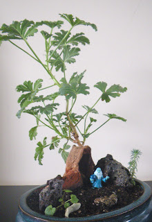 Scented Pelargoniums Mexican Sage bonsai on carved driftwood