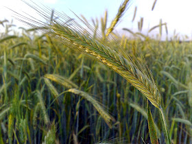 http://www.cbc.ca/news/canada/nova-scotia/falmouth-s-peter-maxner-uses-rye-grain-to-heat-his-house-1.2972513