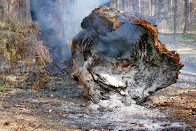 Brand, Feuer, Baum, Baum-Riese, Waldbrand