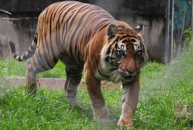 Habitat harimau sumatra 2021