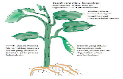 Sistem Transportasi Pada Tumbuhan Lengkap