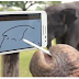 Gajah Asyik Main dengan Galaxy Note