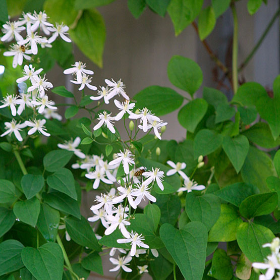 Sweet Autumn Clematis6