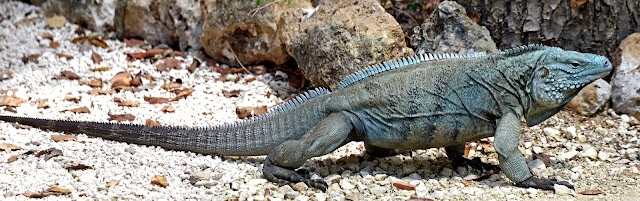 Iguana azul da Ilha Cayman: de quase extinta a uma extraordinária recuperação