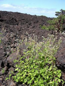 plantas autoctonas Caangay Ageratum conyzoides