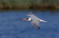 Caspian Tern - Birds In Flight Photography Cape Town with Canon EOS 7D Mark II Copyright Vernon Chalmers