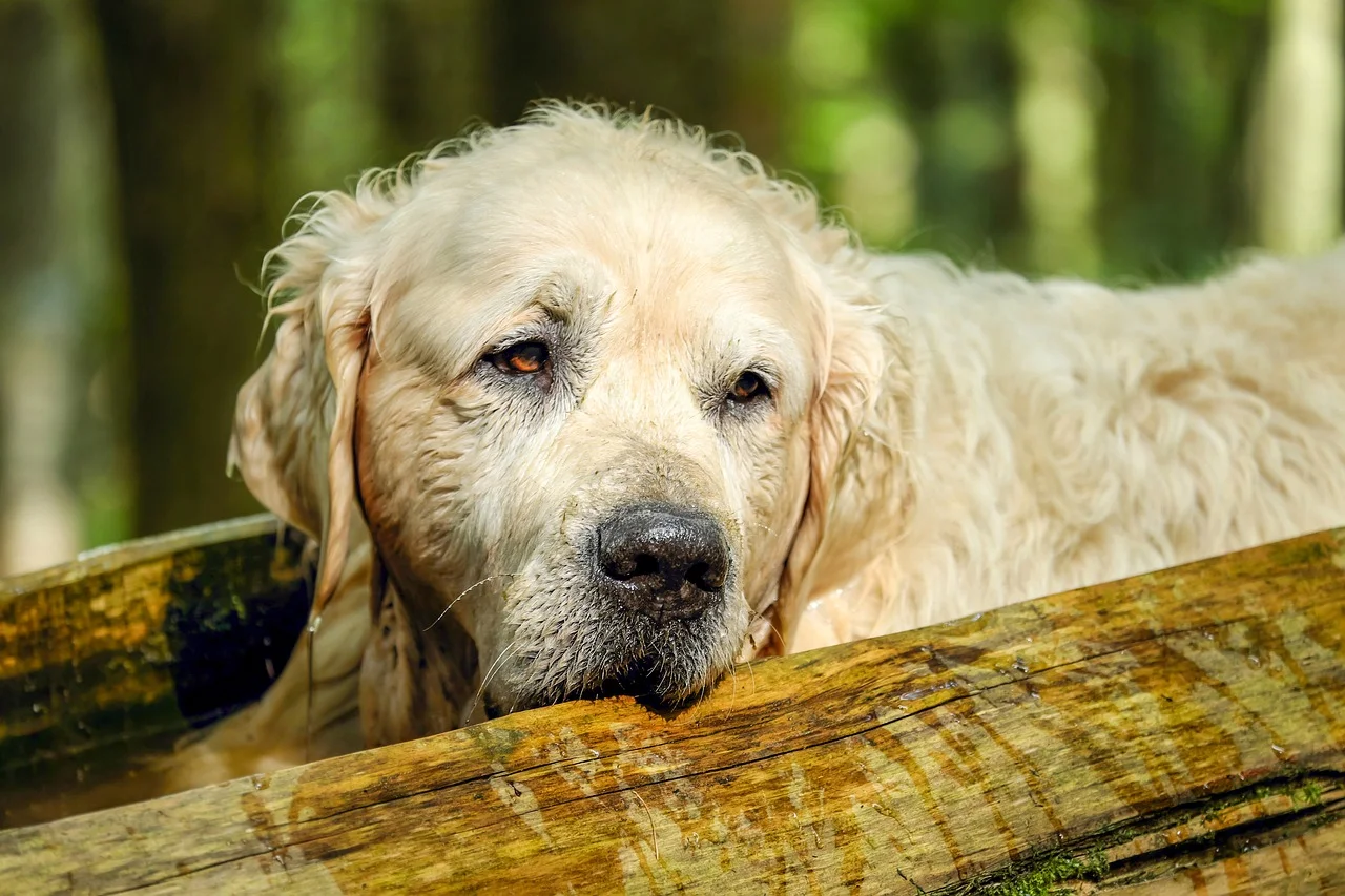 2. Golden Retrievers im lặng