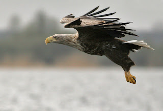 الصقر eagle