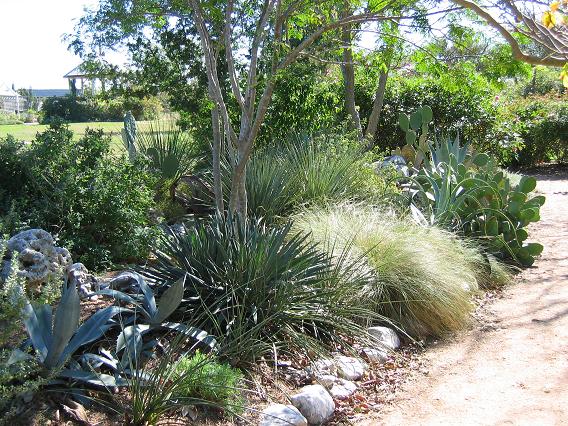 North Texas Landscaping Plants