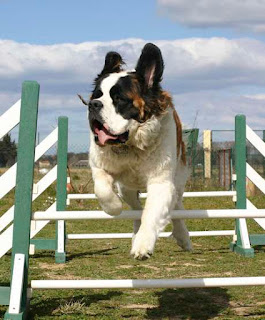 Seu cão deve demonstrar afeição pelo adestrador. Se o cão é independente, mas demonstra medo do profissional, há grandes chances dele estar sendo maltratado durante as aulas.    Acompanhe sempre que possível as aulas de adestramento. De nada adianta seu cão obedecer somente ao adestrador. O profissional consciente ensina o cão e o dono. Sim, o dono também precisará ser "adestrado" para saber dar ordens ao seu cão.   ADESTRAMENTO - QUEM AMA EDUCA!   As escolas de adestramento são uma boa opção. Nesse caso, grupos de animais, juntamente com seus donos, participam de aulas coletivas ou individuais. A vantagem do adestramento coletivo é que o cão aprende a conviver com outros animais (socialização).