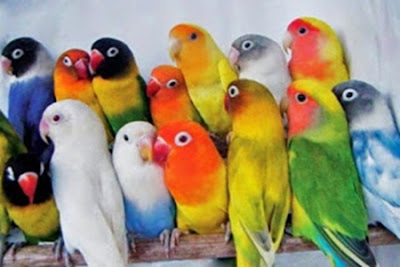 http://miefbird.blogspot.com/2014/09/mengenal-jenis-jenis-love-bird.html