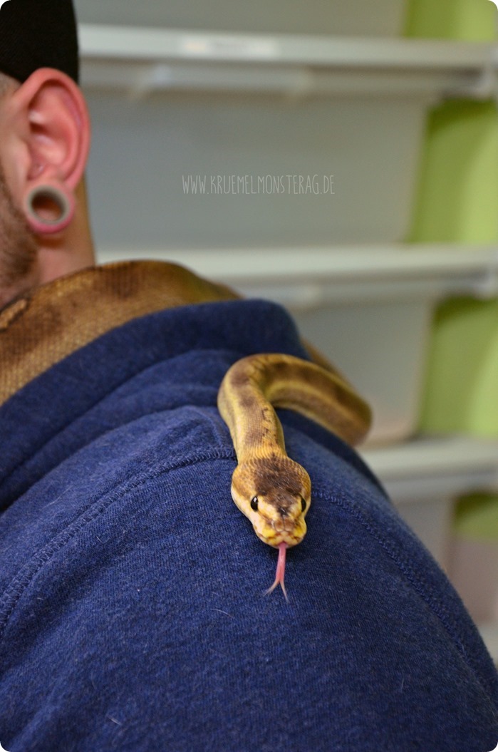 Python (10) von PB Snakes 311214