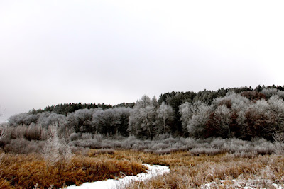 a frozen and frosted landscape