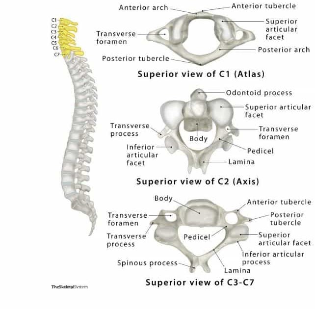 Anatomi Vertebra Cervical: Menjelajahi Struktur dan Fungsinya - SIPATILMUKU