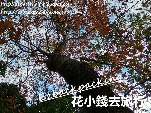 貢獅子會自然教育中心紅葉2021